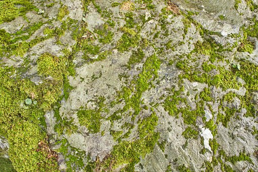 A stone in lichen on the mountains. Rock in the moss.A stone in lichen on the mountains. Rock in the moss.