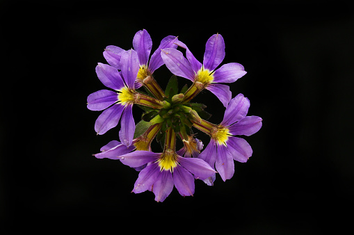 Scaevola flowers isolated against black