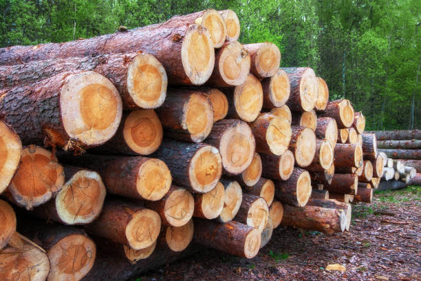 istock Log trunks forest pine and spruce trees, the logging timber wood industry. 1344626594
