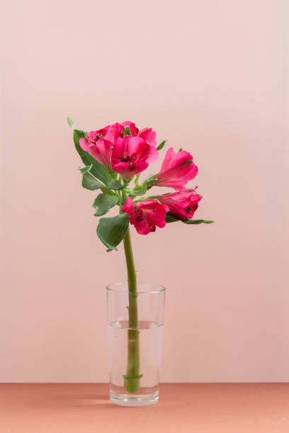 istock Magenta flower against pink background 1344627474