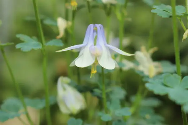 Light blue and white "Amalie's Columbine" flower (or Granny's Bonnet, Amalies Akelei) in St. Gallen, Switzerland. Its Latin name is Aquilegia Amaliae, native to the Balkans.
