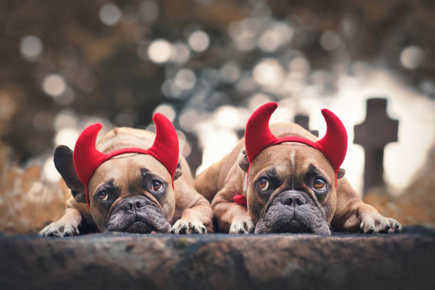istock Devil costume French Bulldog dogs 1344631563
