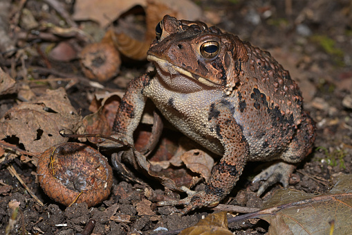 American toad and acorn cup in New England woods