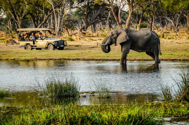 Tourist jeep and elephant in the Chobe N.P. Chobe N.P., Savuti Area, Botswana - nov 2008 : a tourist jeep is near the bank of the Chobe River where an elephant bathes, Chobe N.P botswana stock pictures, royalty-free photos & images