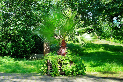 Tropical palm tree in a wooden planter in the summer garden.