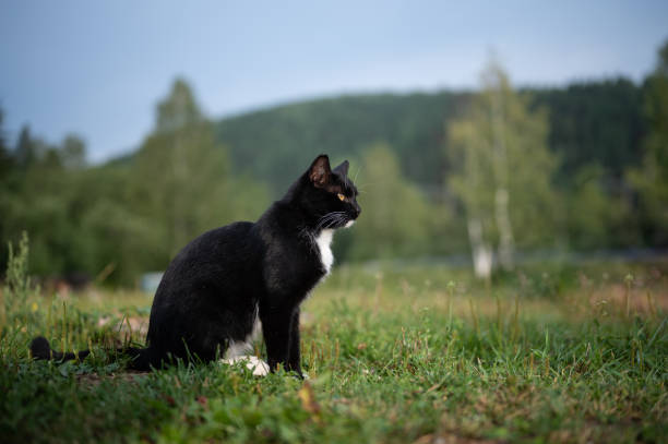 istock Side view of black cat sitting on grass outdoors 1344633549