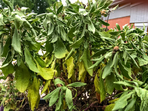 istock Balcony plant in very warm weather. 1344633556