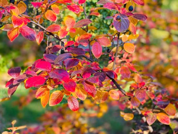 Autumn foliage cotoneaster lucidus ornamental shrub in beautiful park. Fall colorful leaves background with bright red purple yellow green colors. Autumn foliage cotoneaster lucidus ornamental shrub in beautiful park. Fall colorful leaves background with bright red purple yellow green colors. cotoneaster horizontalis stock pictures, royalty-free photos & images