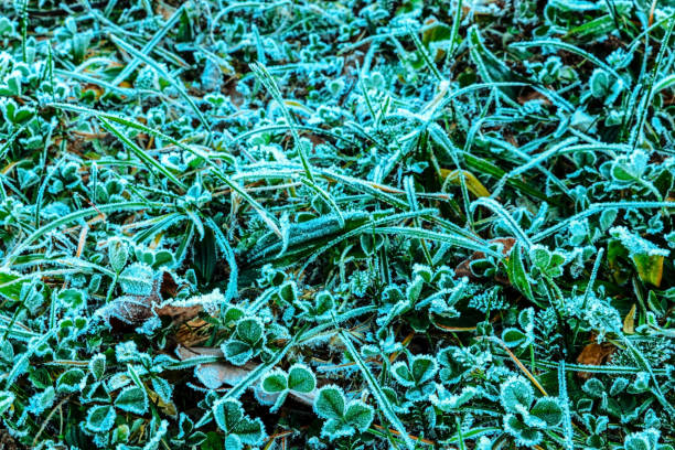 istock autumn leaves grass in the snow. background 1344635464