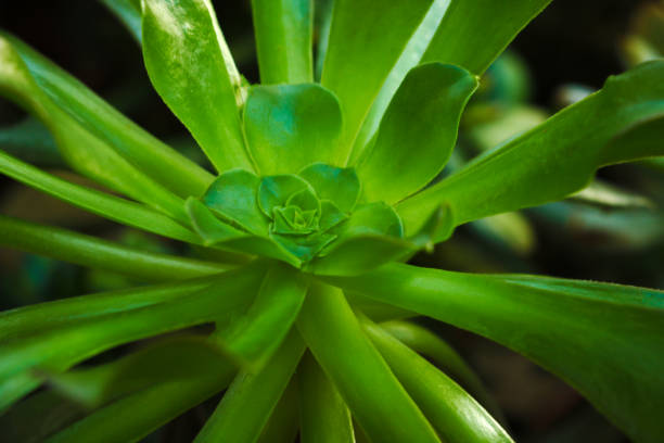 agave, acientific name macroacantha family Agavaceae