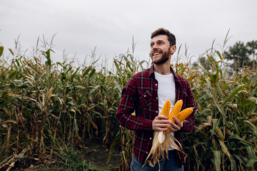 A portrait of a young handsome Caucasian millennial male farmer who holds a head of corn on the cornfield