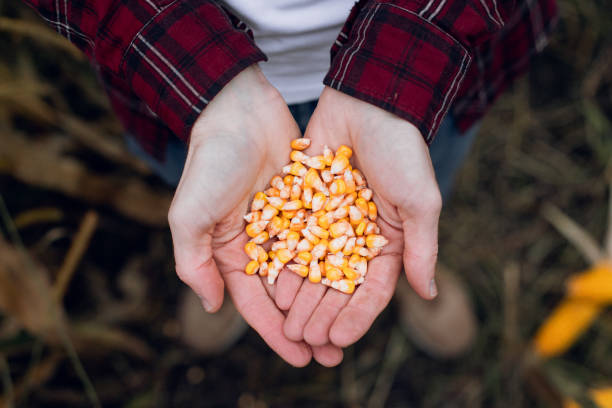 Dried Corn Grains on Hands Farmer Texture Background Close Up