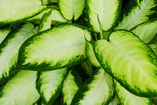 istock Green bush Hosta. Hosta leaves. Nature background image. Beautiful Hosta leaves background. Hosta - an ornamental plant for landscaping park and garden design. 1344637466