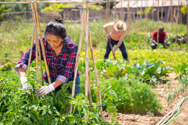 istock Peruvian woman gardener during working with tomatoes  seedling 1344637552