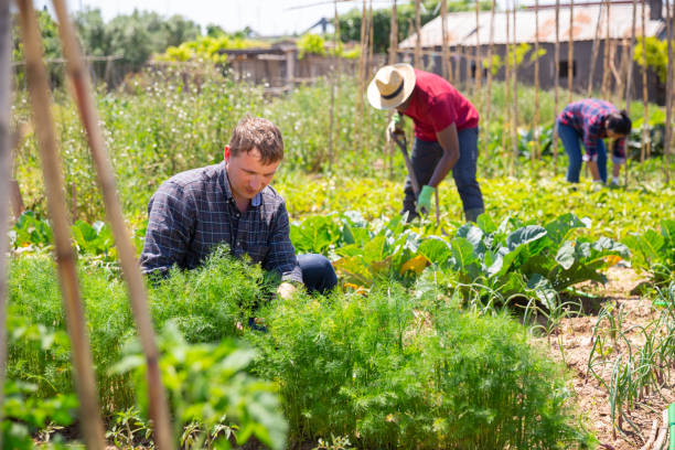 istock Gardener man caring for dill on a summer field 1344637577