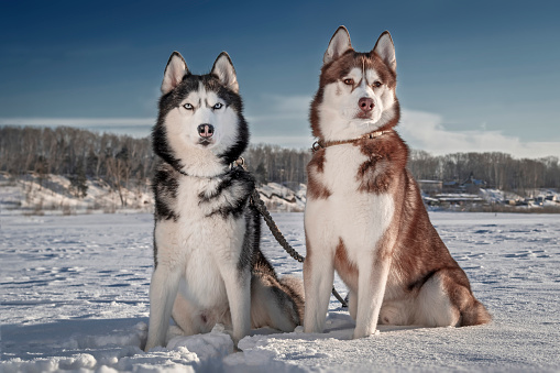 Two beautiful Siberian husky dogs sit in the snow against the backdrop of a sunny winter landscape