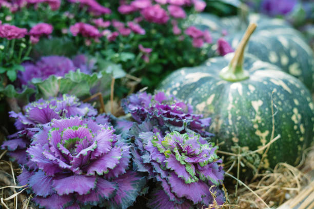 Ornamental lettuce