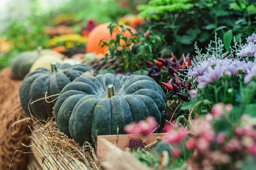 Autumn composition with gourds, wheat stalks and yellow flowers on garden wheelbarrow. Fall rural decoration farmer shop. Harvest festival, Thanksgiving, Halloween theme. Pumpkins cottagecore mood.