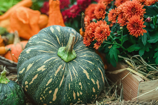 Colorful gourds and squash in a pile.