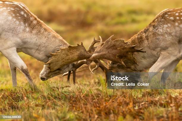 Deer Rutting Stock Photo - Download Image Now - Fallow Deer, Fighting, Leicester