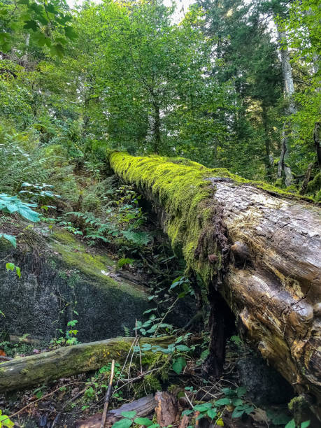istock A large old overgrown tree stump in the Black Forest in Germany. 1344638836