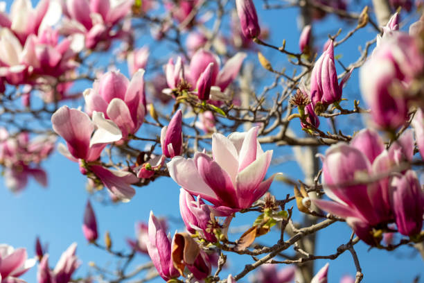 istock Magnolia flowers, beautiful nature background with copy space 1344638857