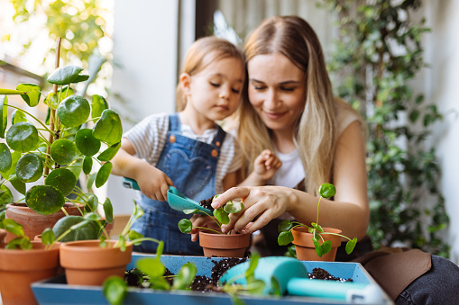 Close up of happy’s hand spraying water on houseplants. Daughter helping her mother potting seedlings at table. Mother and daughter planting together on balcony