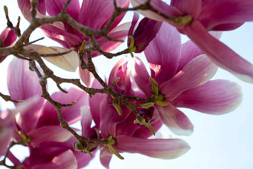 Magnolia flowers, beautiful nature background with copy space