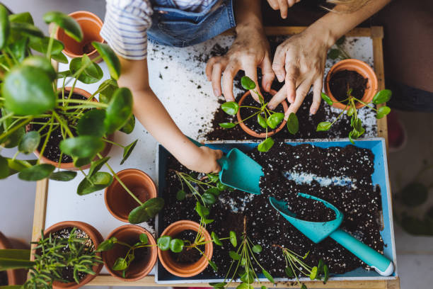 家のバルコニーで母と花を植えるかわいい女の子 - planting tree human hand women ストックフォトと画像