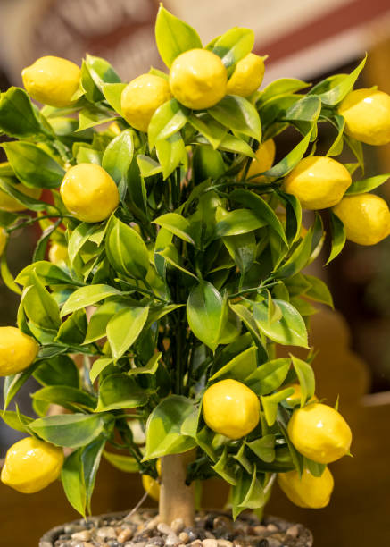 istock Fake plastic lemon tree as background. Close up. 1344640233