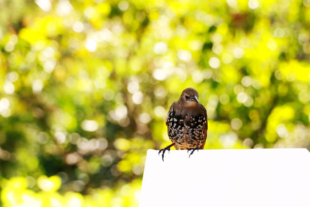 the sparrow sits on a branch and sings songs