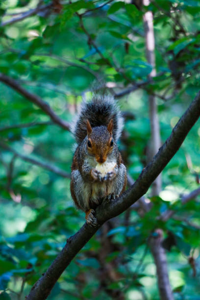 istock Wild squirrel in central park new york. 1344640999