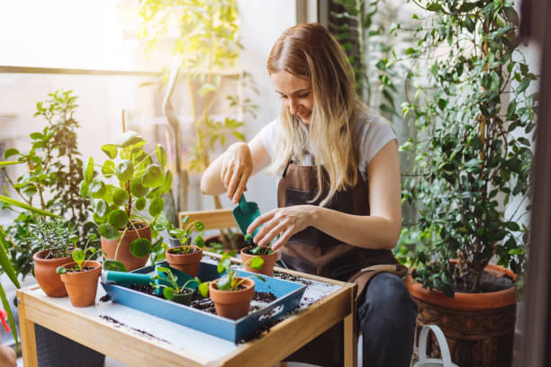 Lovely housewife with flower in pot and gardening set Pretty woman grows tropical plants in her garden. Gardener in working outfit looking after different exotic flower and herb. Close up of woman's hand spraying water on houseplants. gardening stock pictures, royalty-free photos & images