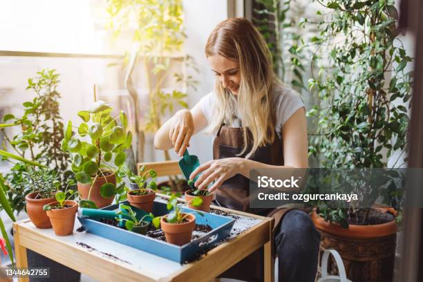 Lovely Housewife With Flower In Pot And Gardening Set Stock Photo - Download Image Now