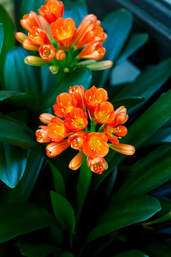 Orange Clivia flowers and buds, beautiful nature background with copy space, full frame vertical composition