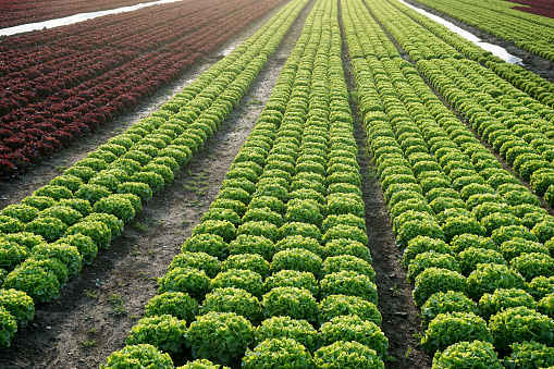 Rows of red and green lettuce growing on an agricultural field in late spring, ready for harvest. Protective foil in between. Germany.