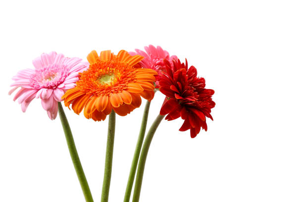various colors of transvaal daisies in a white background stock photo