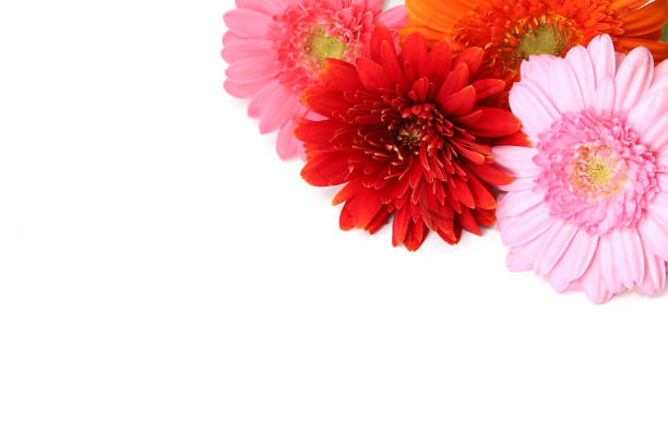 istock various colors of transvaal daisies in a white background 1344643555