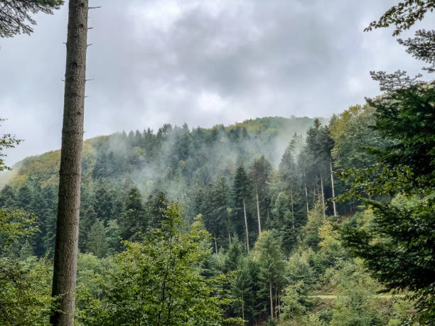 istock The Black Forest in Germany with rising fog. 1344644147