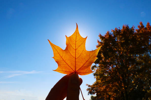 istock Female hand holds maple yellow leaf in the background. 1344644352