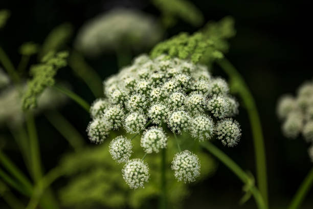 arcydzięgiel dziki (angelica sylvestris) - angelica plant flower uncultivated zdjęcia i obrazy z banku zdjęć