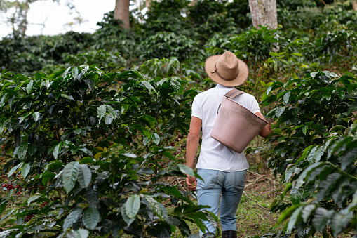 Coffee farmer walking through the coffee plantation. Coffee plants. Man wearing peasant hat.
