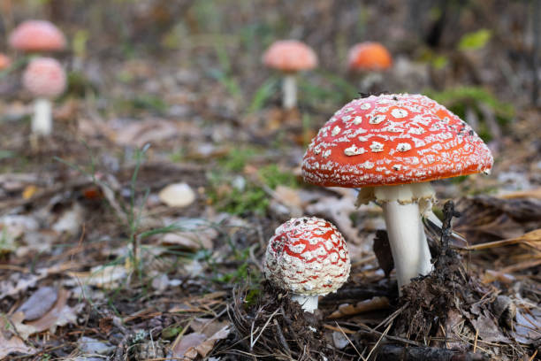 istock Fly agaric. Autumn Red Mushroom between brown leaves in the forest 1344645703