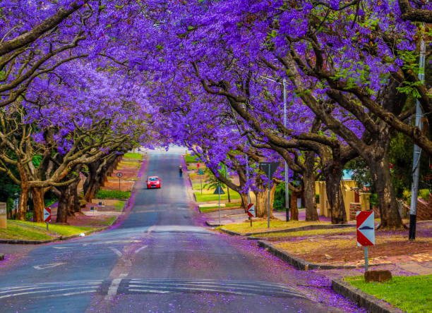 jacaranda mimosifolia bleu violet à pretoria afrique du sud contre ciel bleu - pretoria photos et images de collection