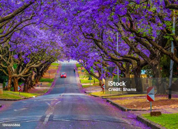 Purple Blue Jacaranda Mimosifolia In Pretoria South Africa Against Blue Sky Stock Photo - Download Image Now