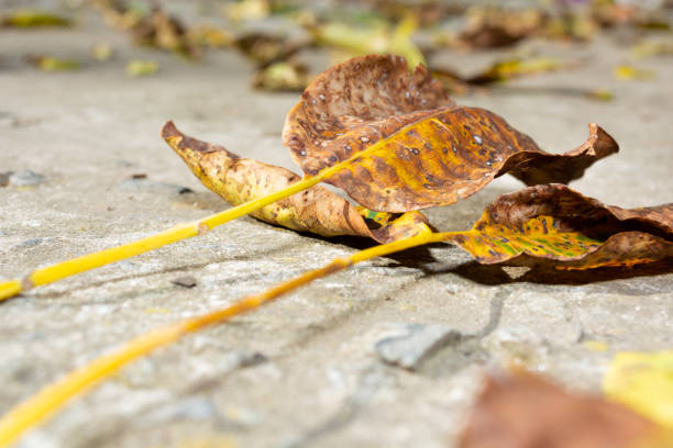 Fallen yellow dry walnut leaves on gray concrete close-up. Autumn theme. Selective focus.