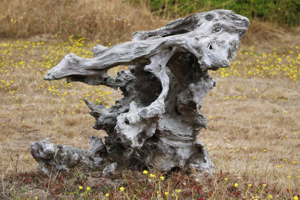 Dead juniper tree trunk wood grain pattern.
