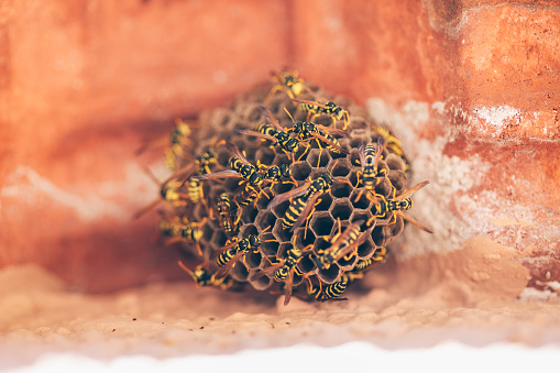 Wasp nest under the roof tile