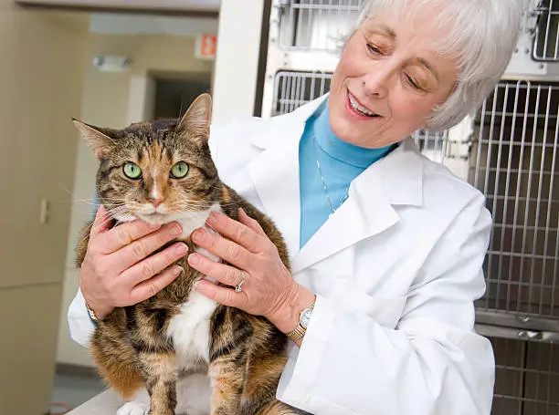 A Veterinarian with a cat. 