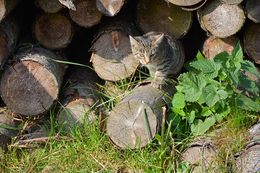 Cat emerges from a stock of cut logs.